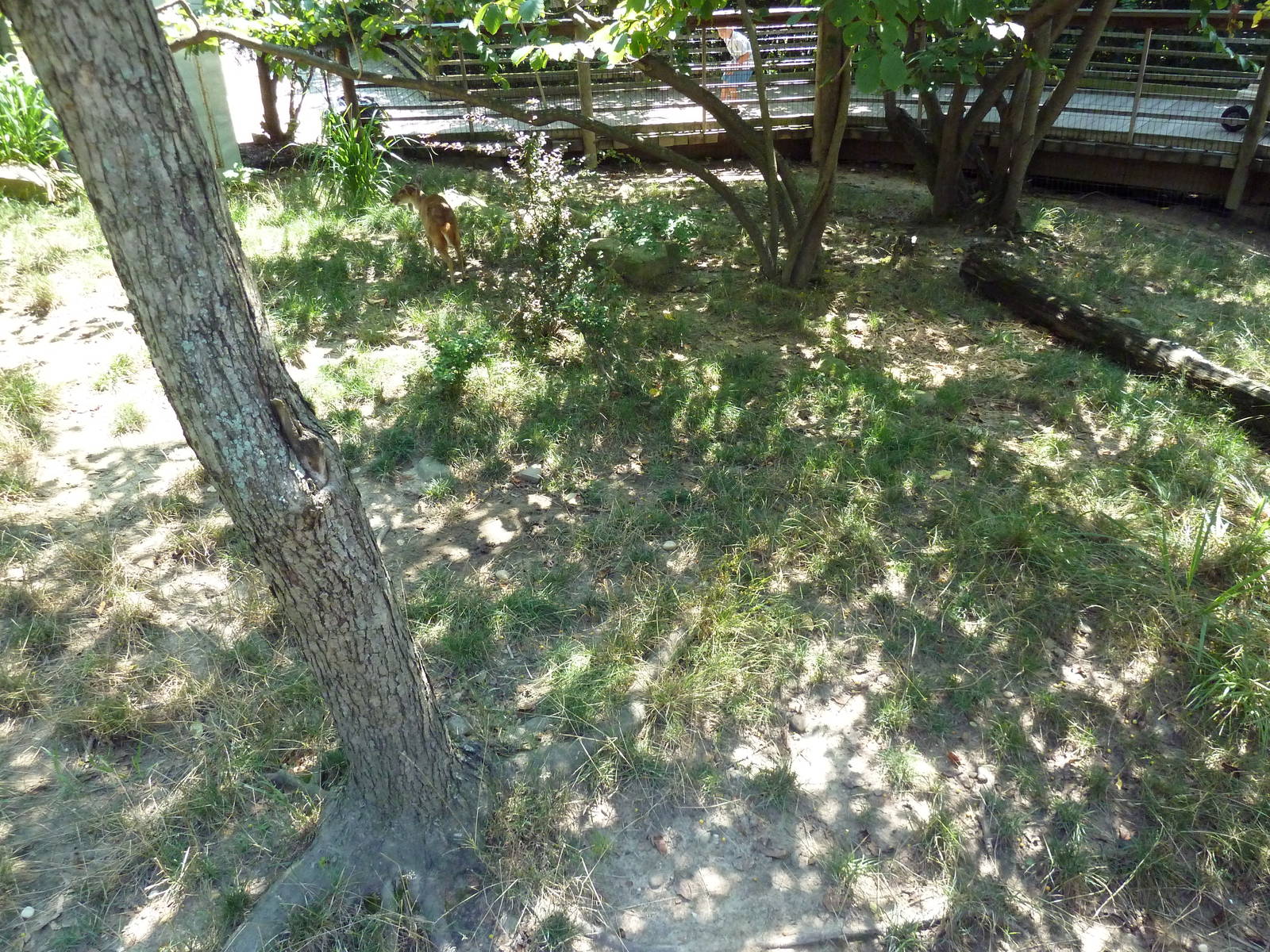 Tiger Valley - Muntjac Exhibit