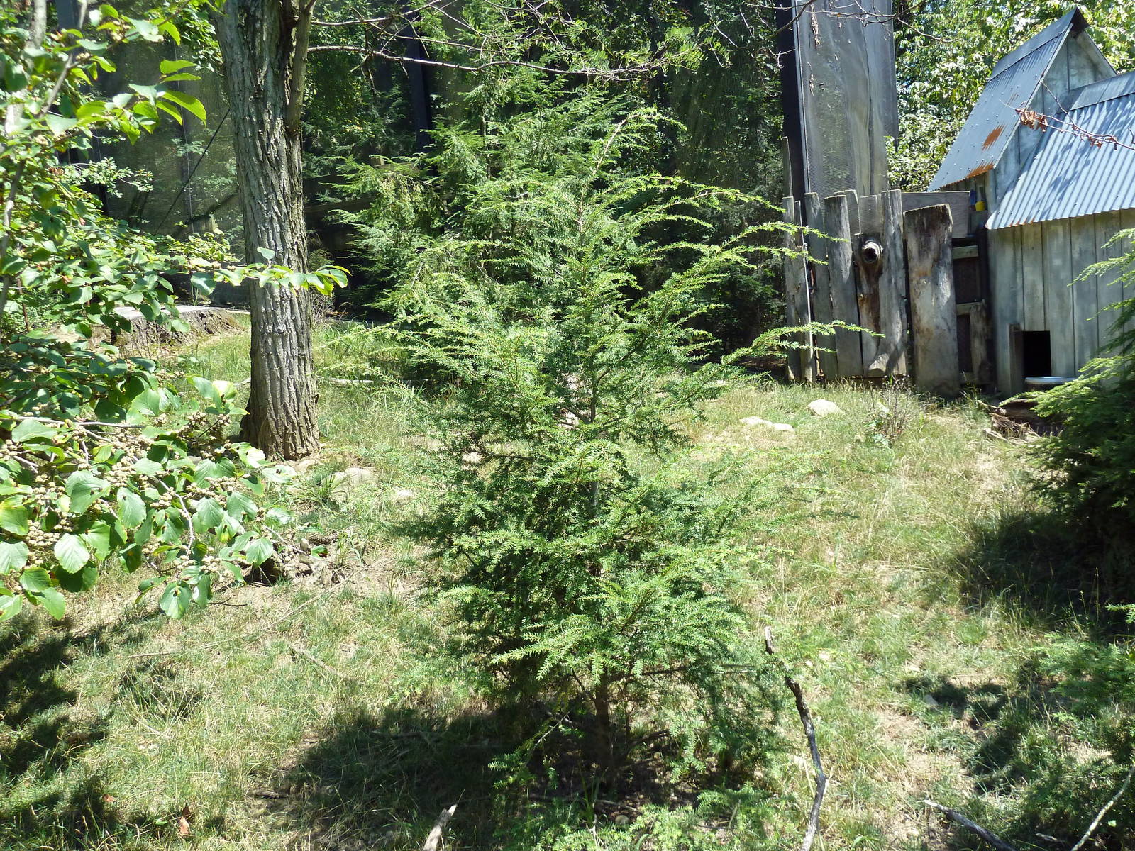 Tiger Valley - Muntjac Exhibit