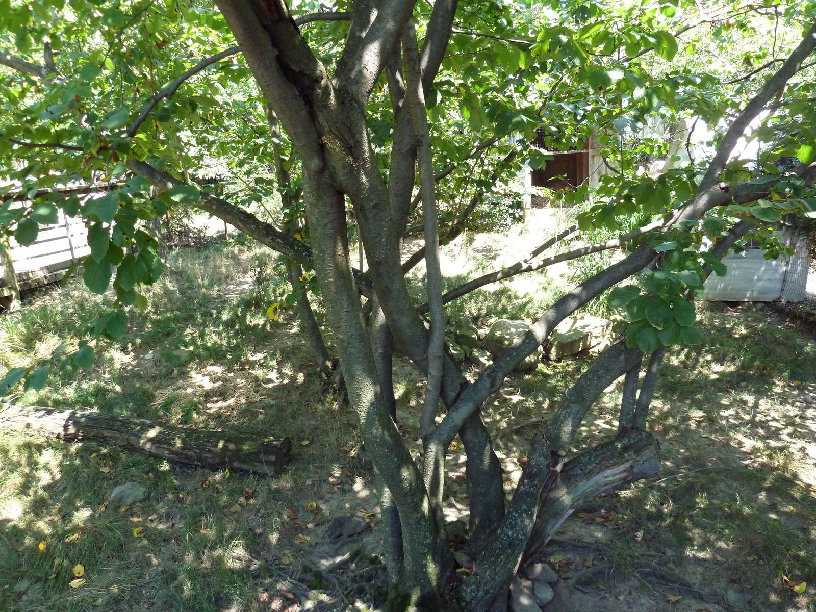 Tiger Valley - Muntjac Exhibit