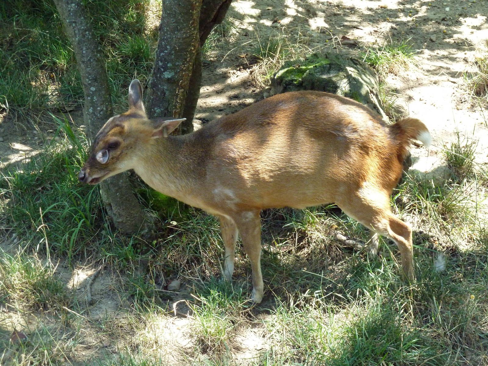 Tiger Valley - Muntjac
