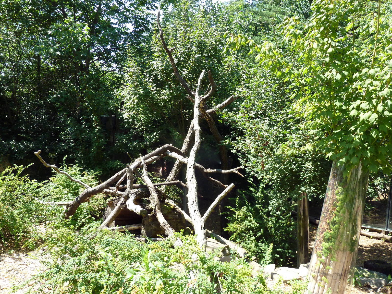Tiger Valley - Red Panda Exhibit