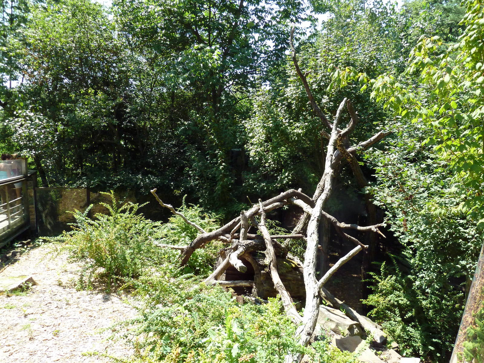 Tiger Valley - Red Panda Exhibit