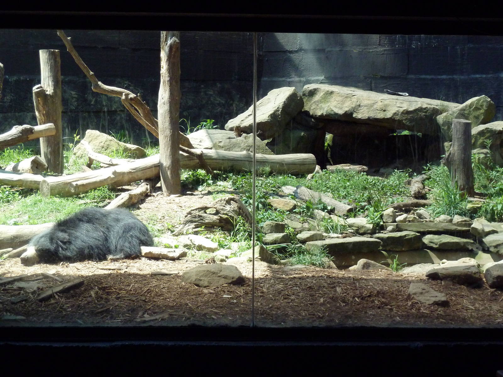 Tiger Valley - Sloth Bear Exhibit