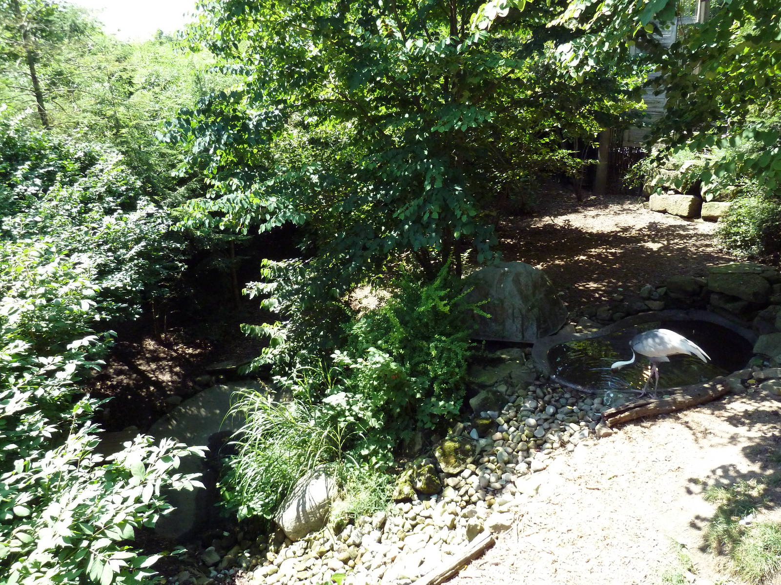 Tiger Valley - White-Naped Crane Exhibit