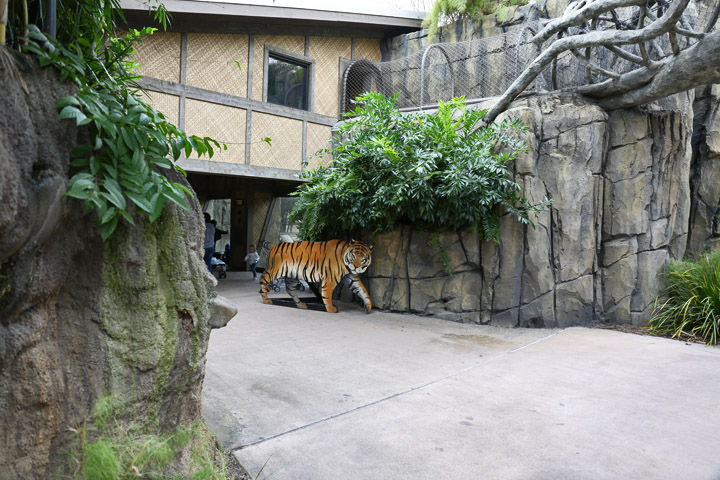 Tiger Viewing and Walkway