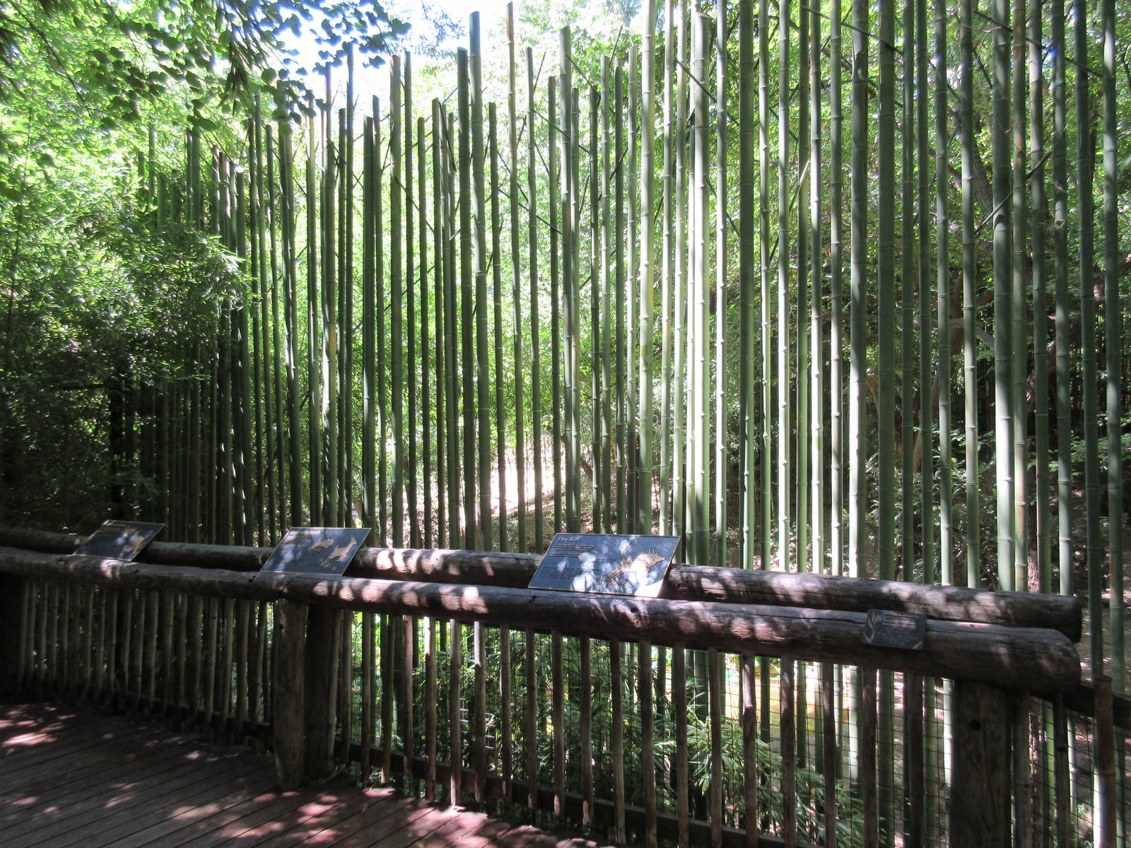 Tiger Viewing Area