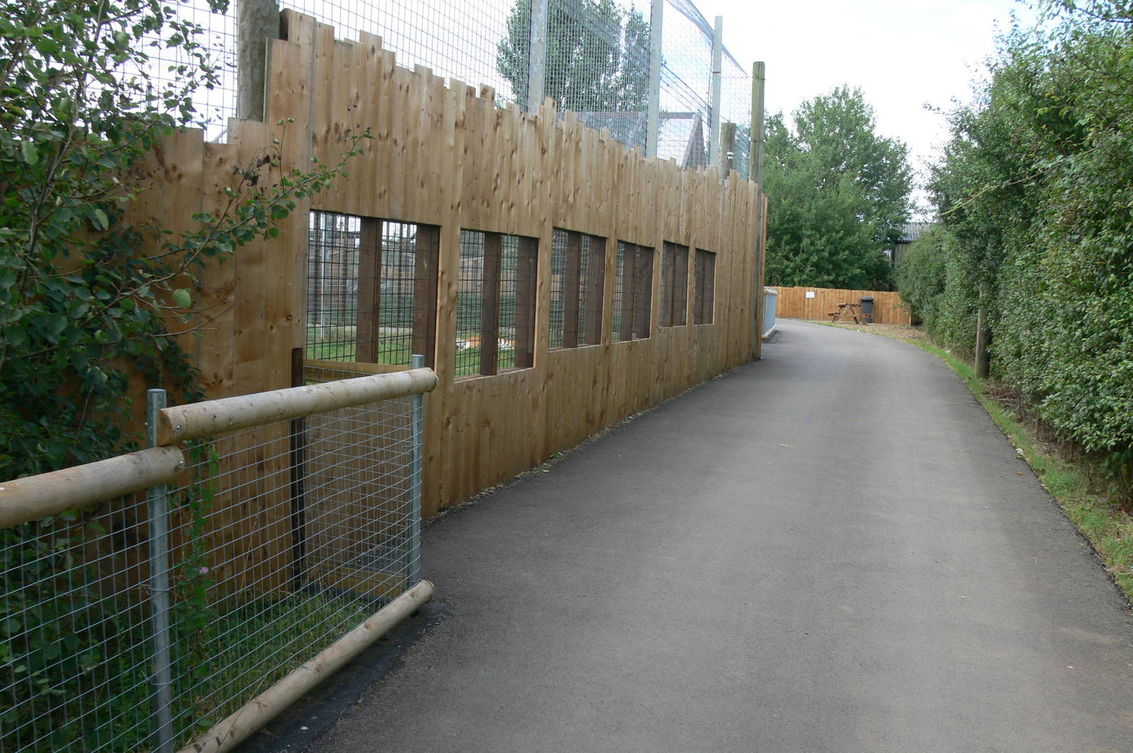 Tiger viewing at Hamerton Zoo, 23/08/14