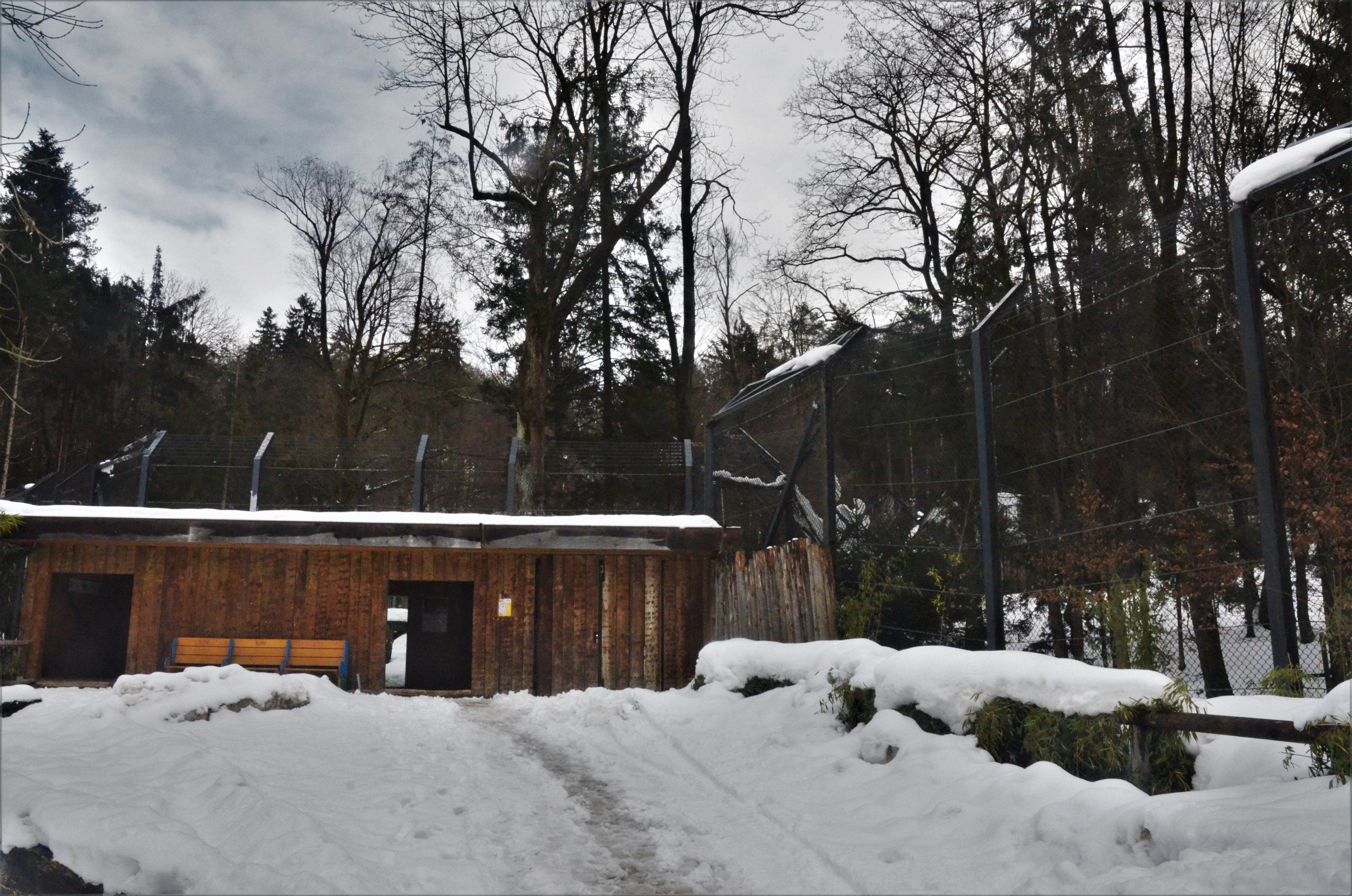 Tiger Viewing at Ljubljana Zoo, 07/03/18
