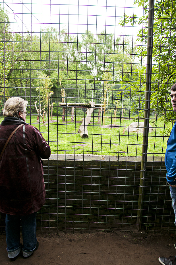 Tiger viewing at Thüle