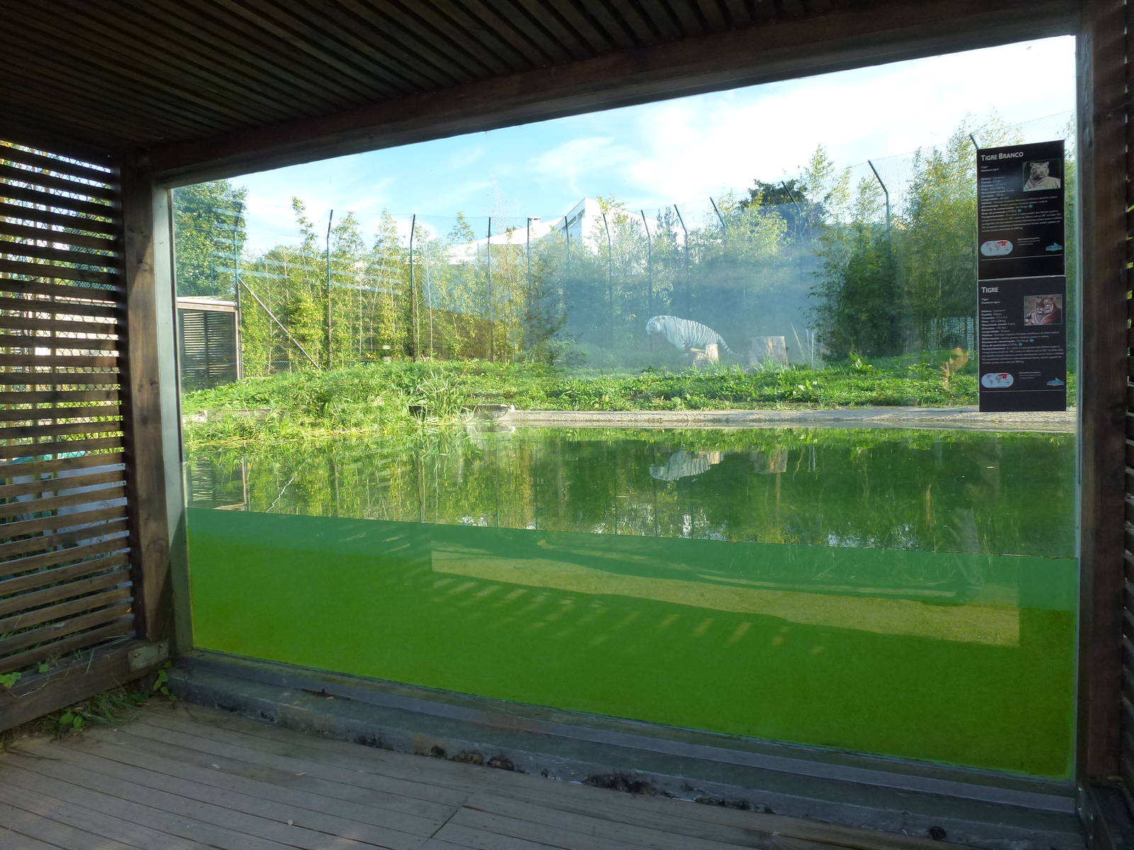 Tiger viewing window, November 2013.