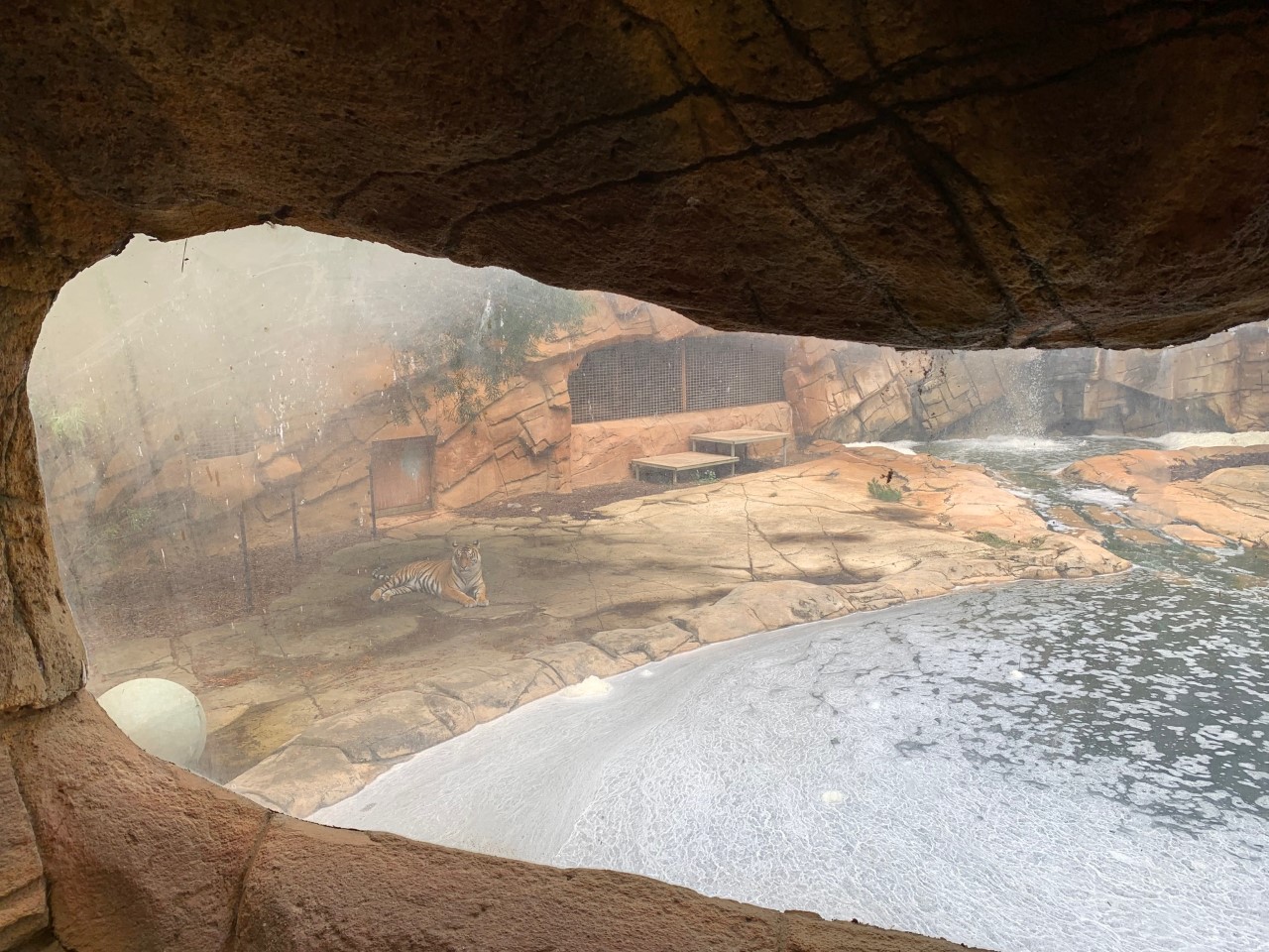 Tiger viewing window