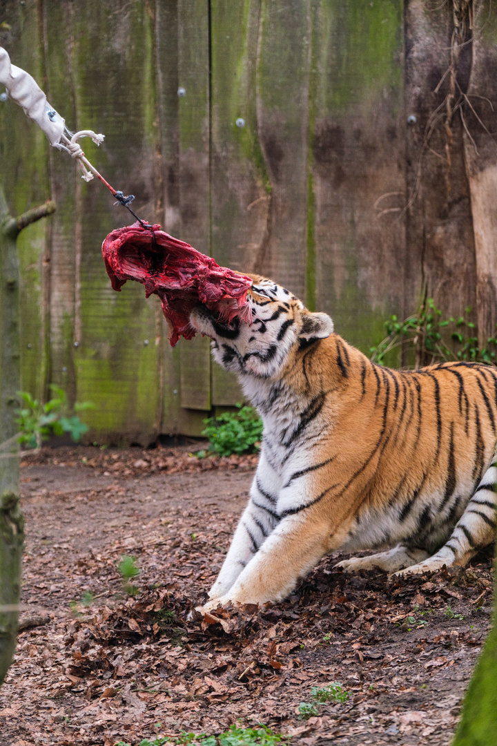 Tiger VS Bungee Cord