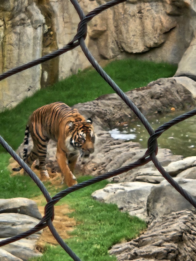 Tiger walking around