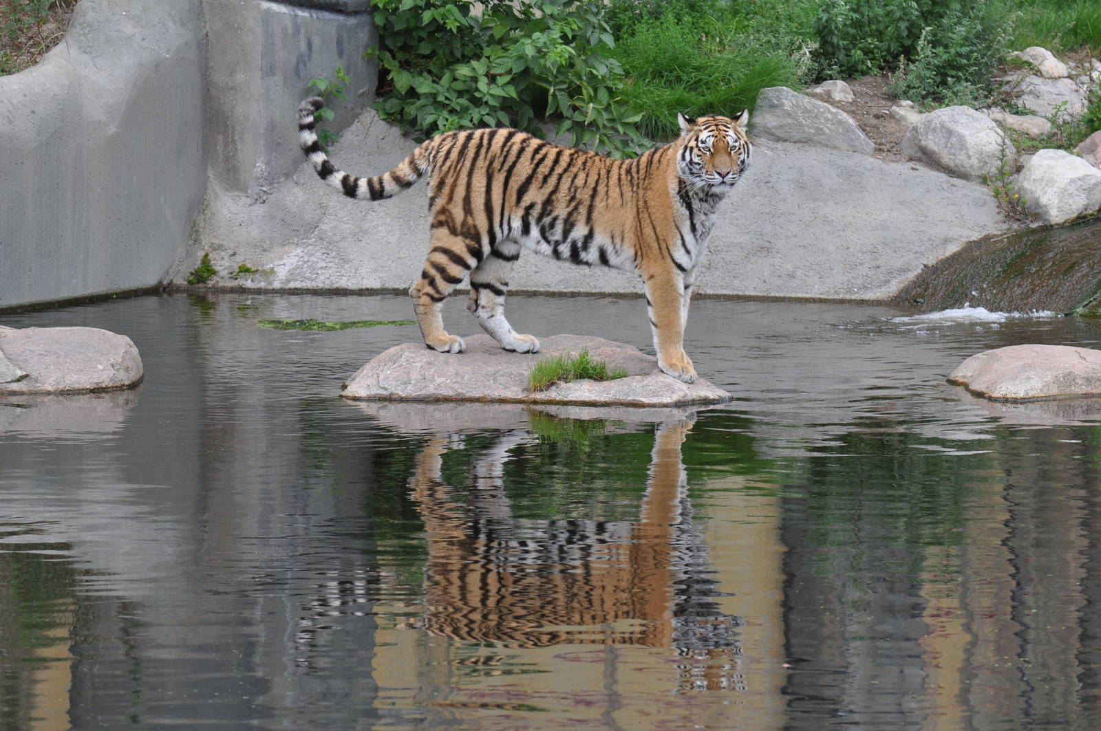 Tiger walking over river at Kolmarden Wildlife Park