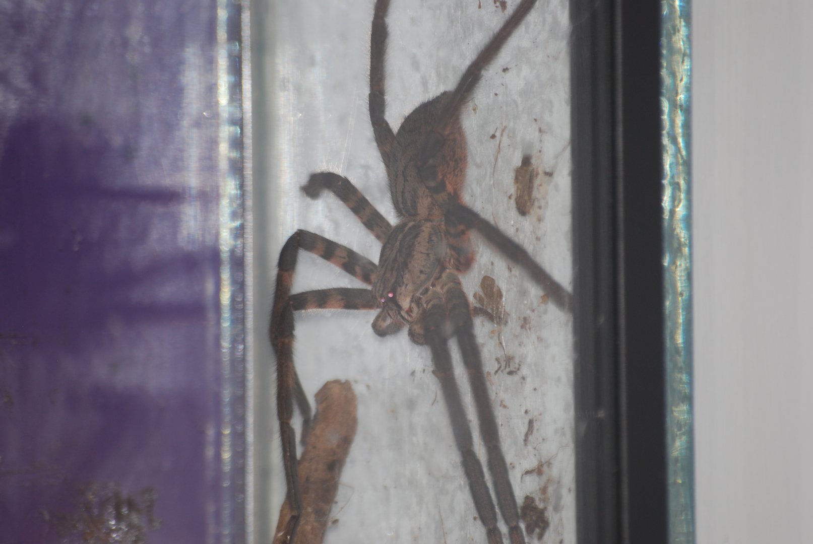Tiger wandering spider at The Bug Parc, 25/9/2024