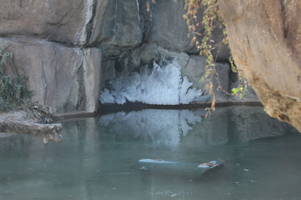 tiger waterfall frozen