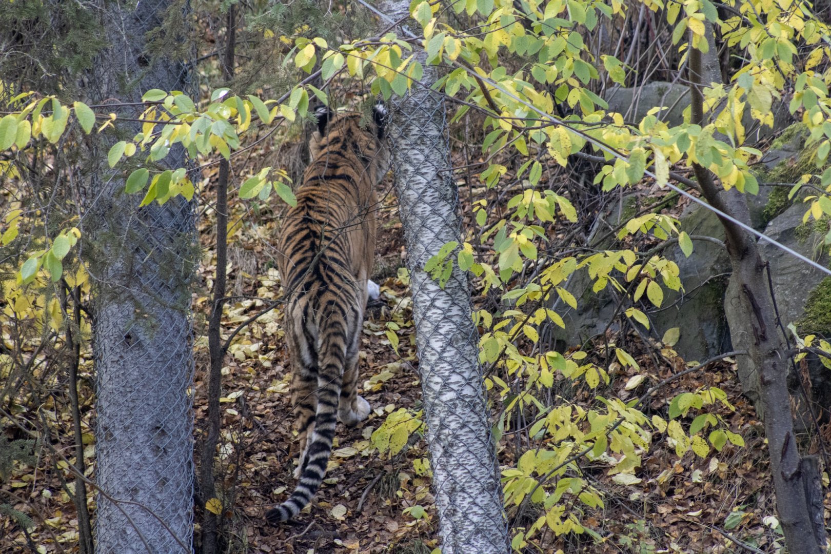 Tiger well camo'ed here in the boreal birch forest in autumn