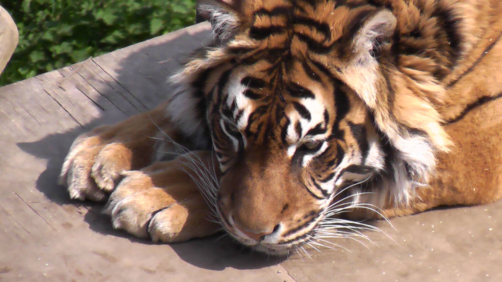Tiger - Welsh Mountain Zoo