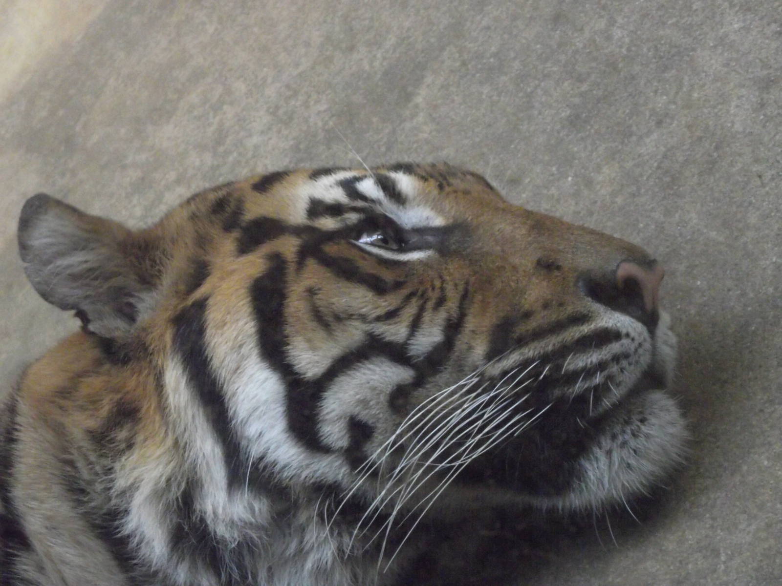 tiger - which subspecies? 140911