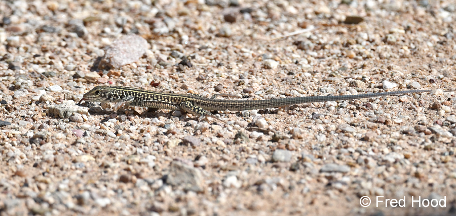 tiger whiptail