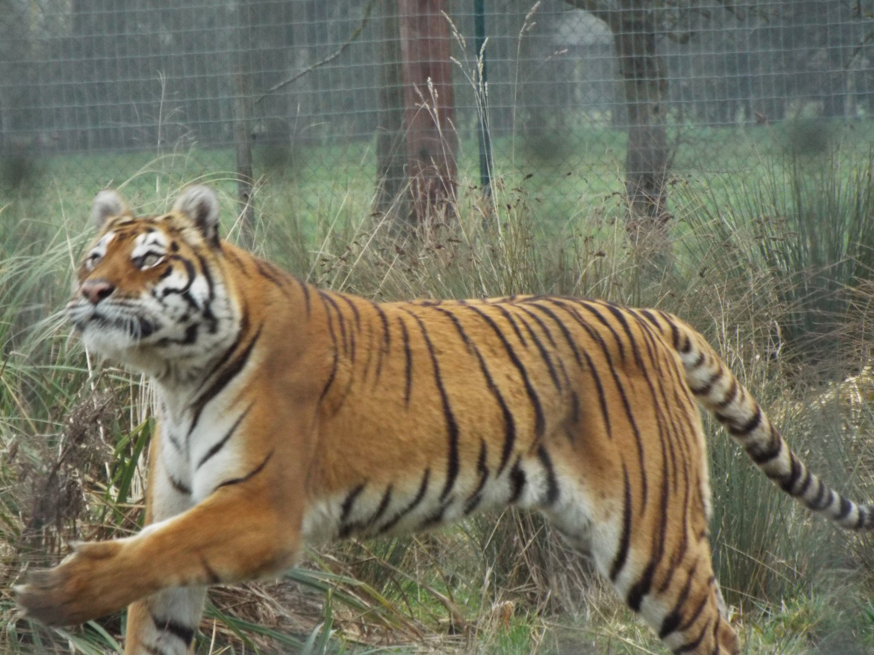 Tiger Woodside Wildlife Park
