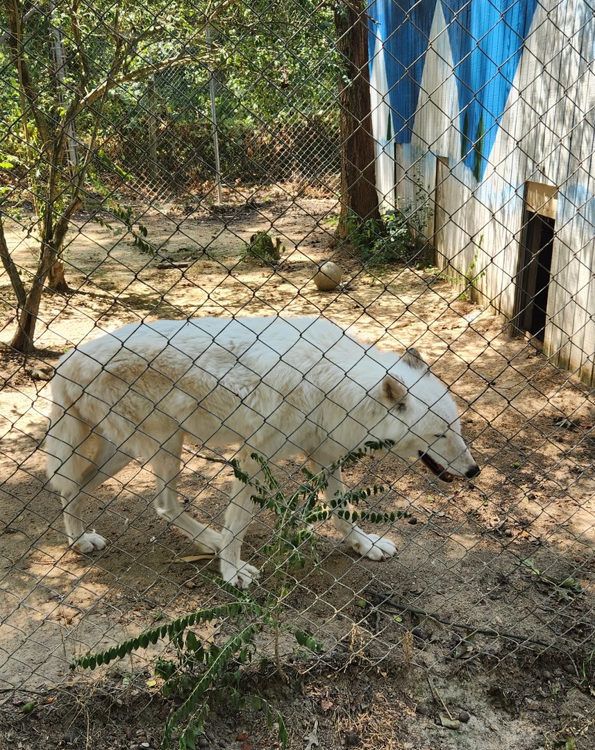 Tiger World - Arctic Wolf