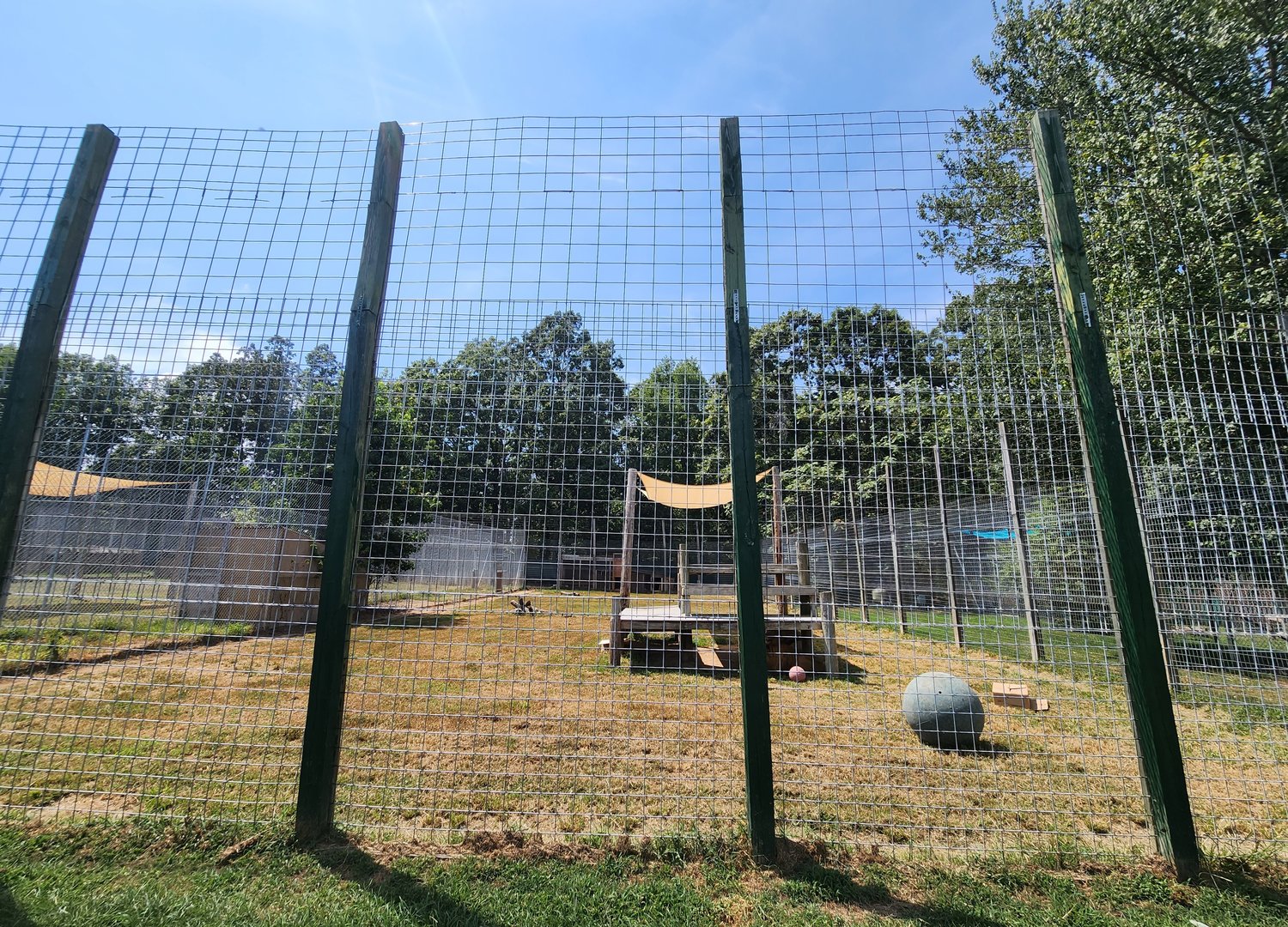 Tiger World - Barbary Lion enclosure