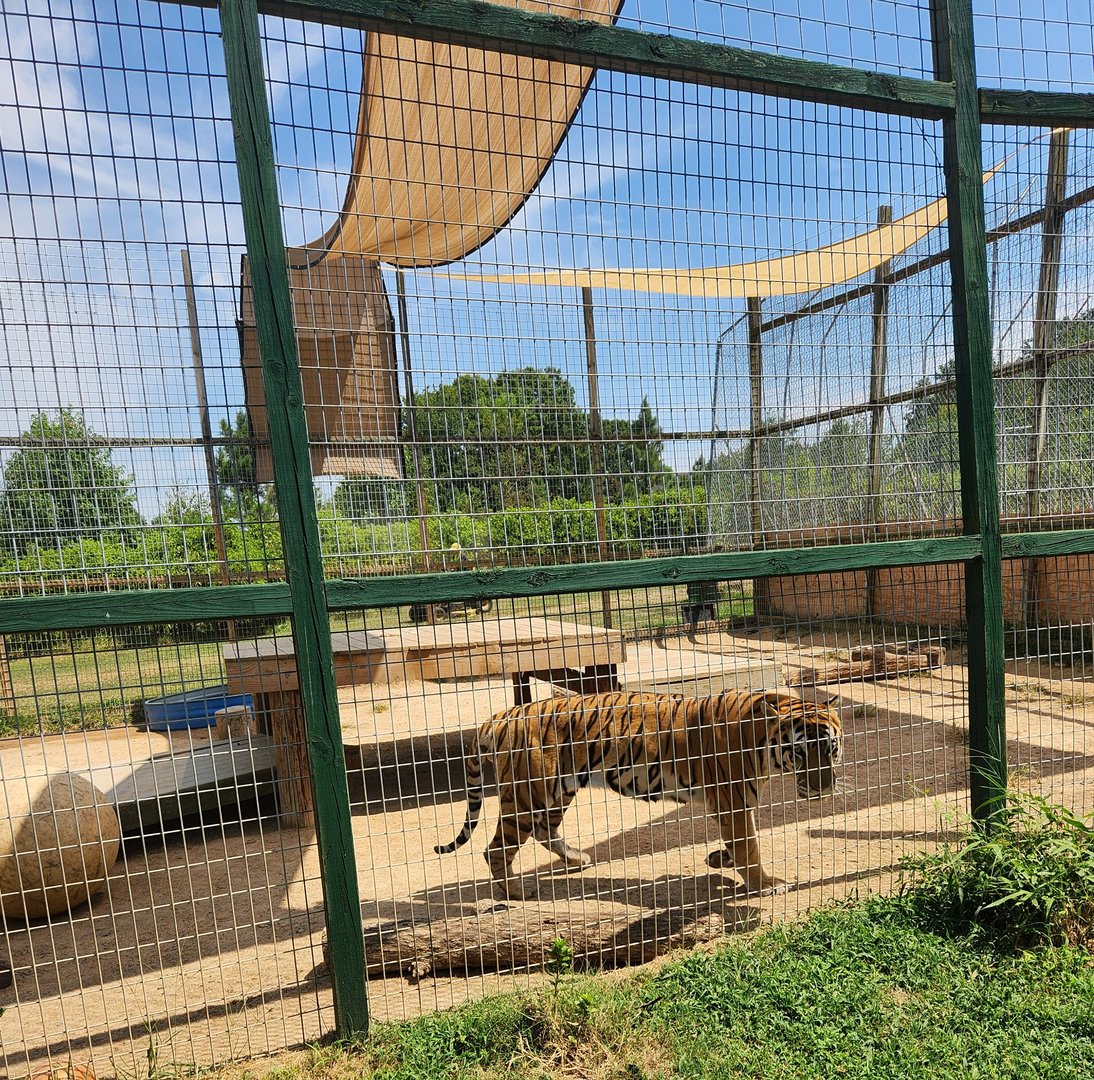 Tiger World - Bengal Tiger exhibit