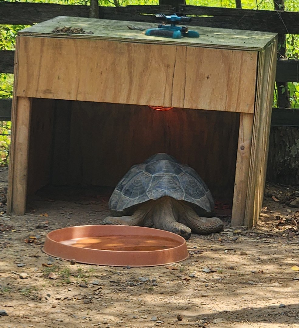Tiger World - Galapagos Giant Tortoise