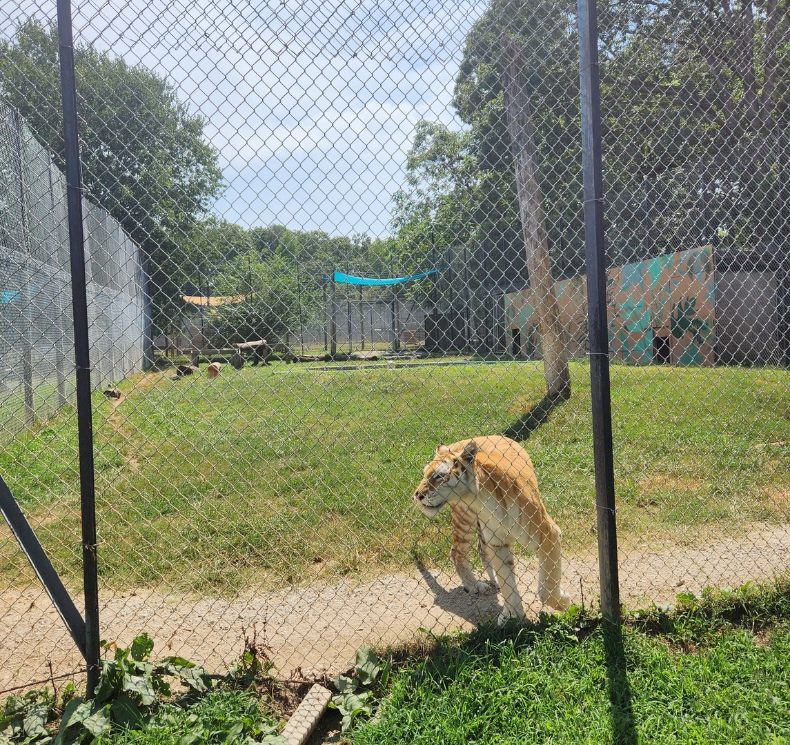 Tiger World - Golden Tiger