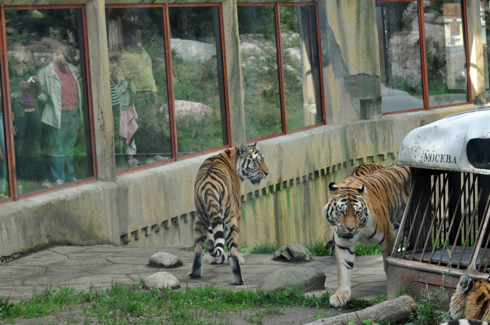 Tiger World, Kolmården