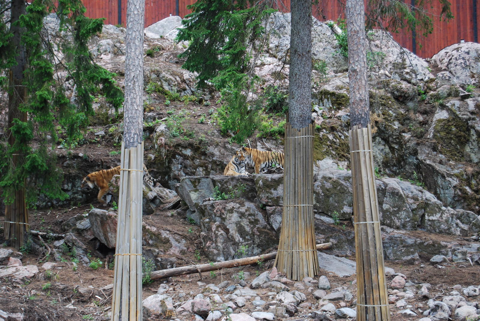 Tiger World Kolmarden