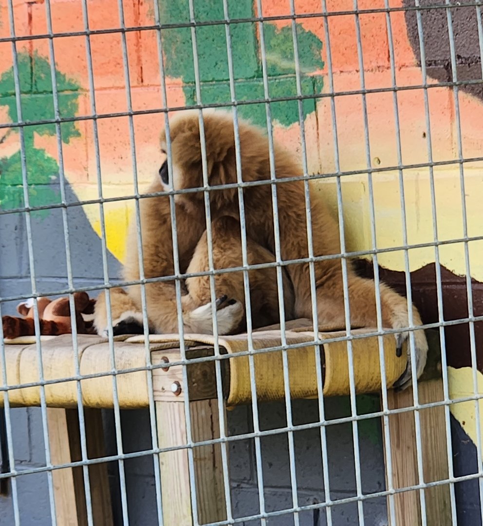 Tiger World - Lar Gibbon