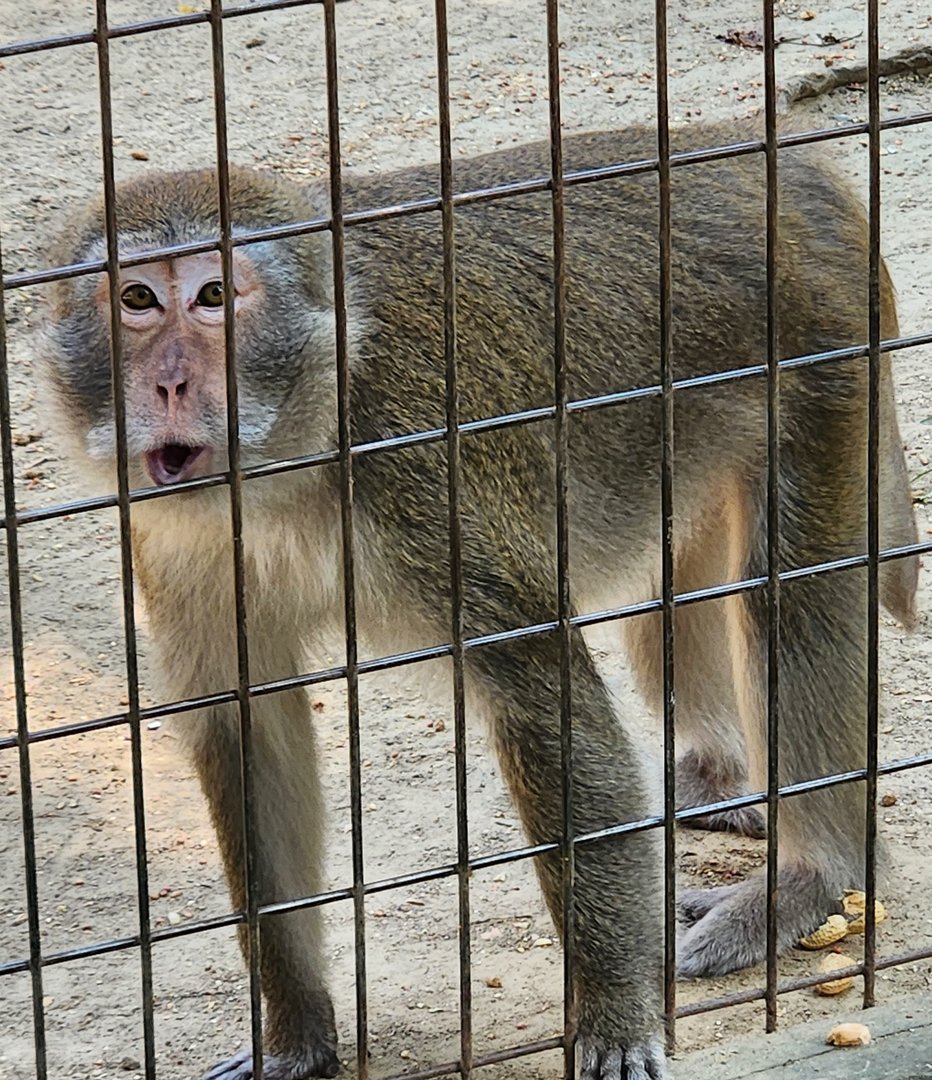 Tiger World - Long-tailed Macaque