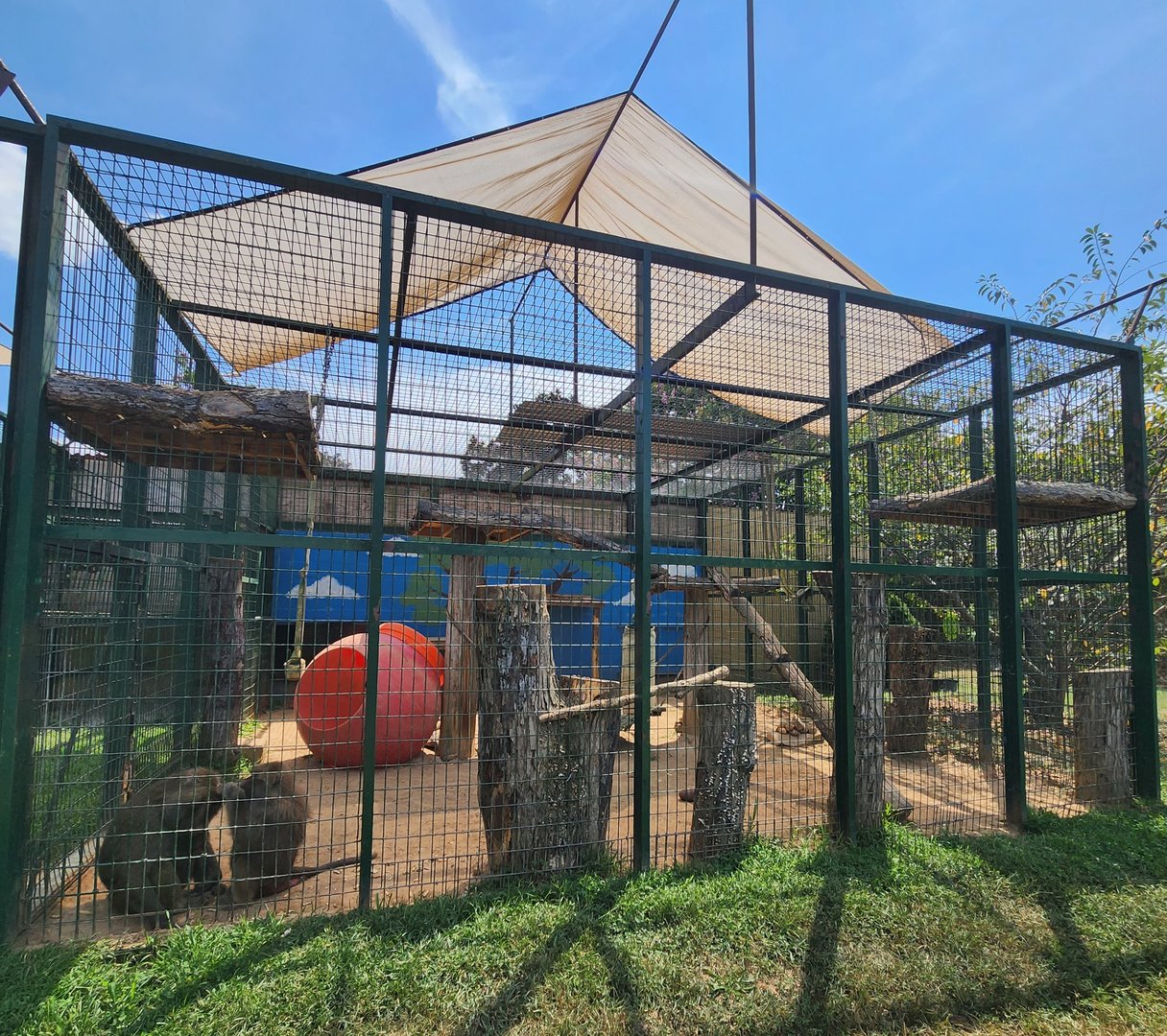 Tiger World - Olive Baboon enclosure