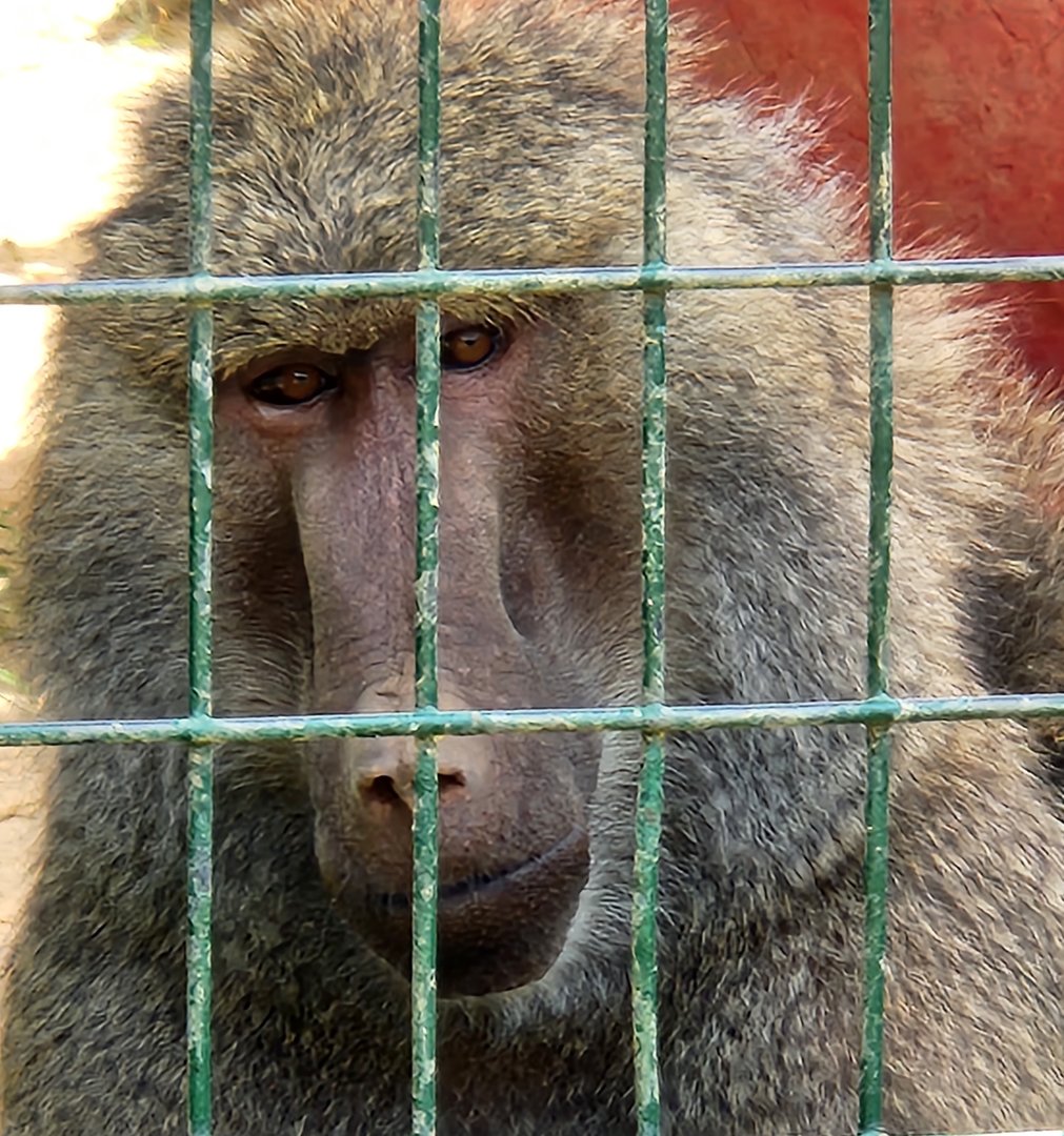 Tiger World - Olive Baboon