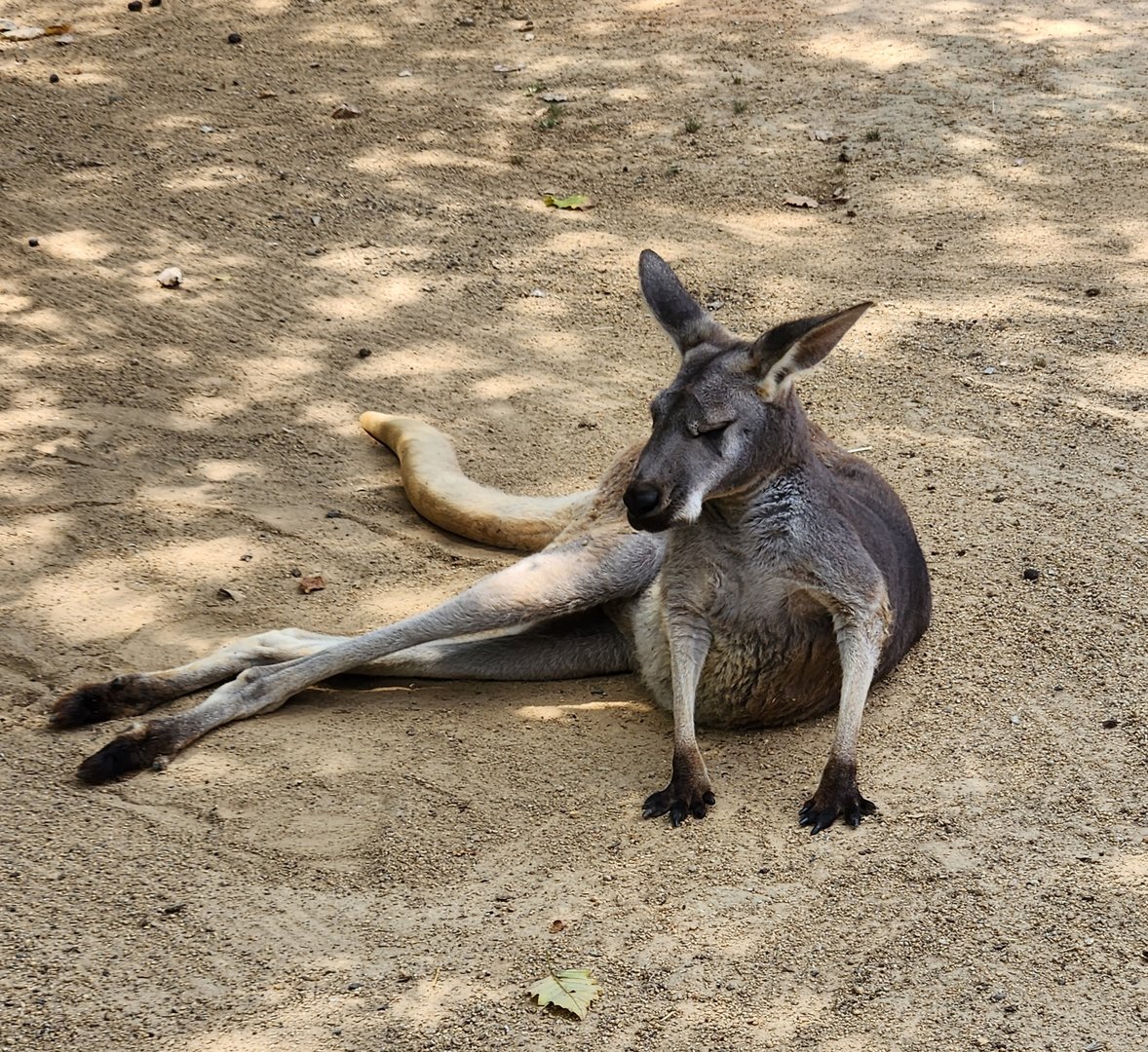 Tiger World - Red Kangaroo