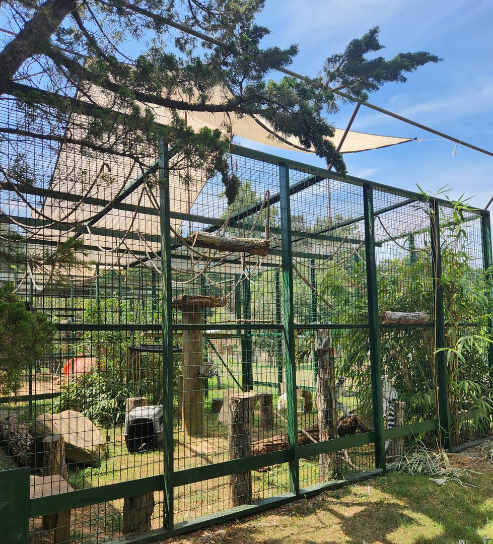 Tiger World - Ringtail Lemur enclosure