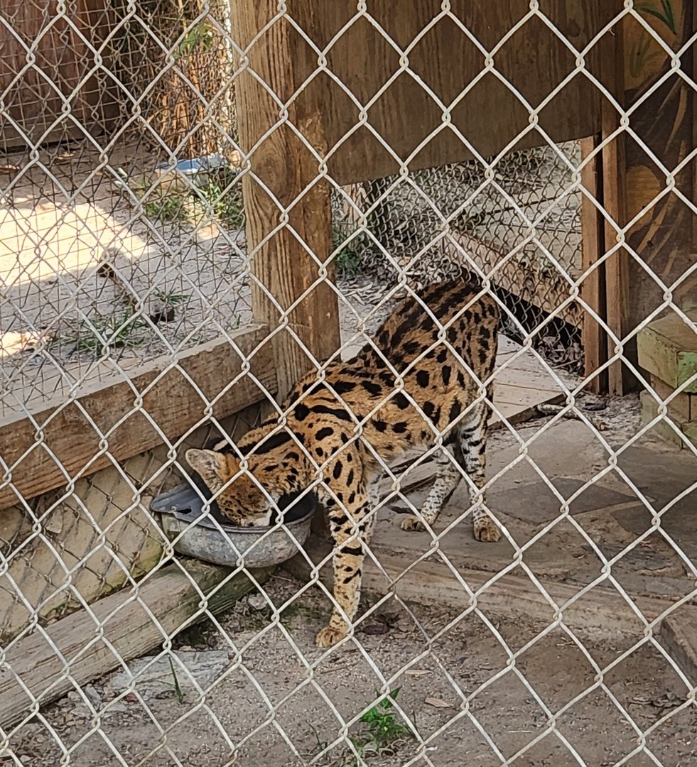 Tiger World - Serval