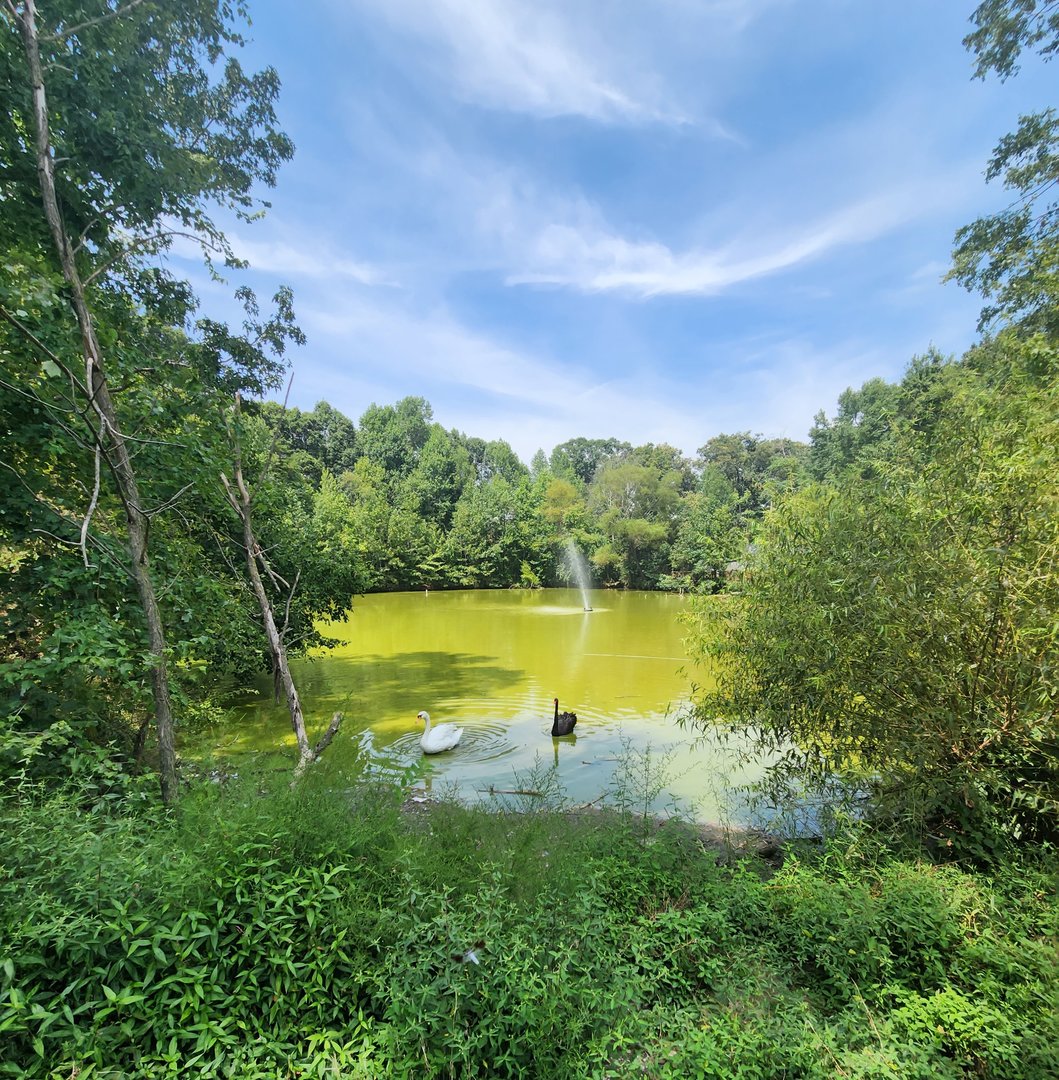Tiger World - Swan pond