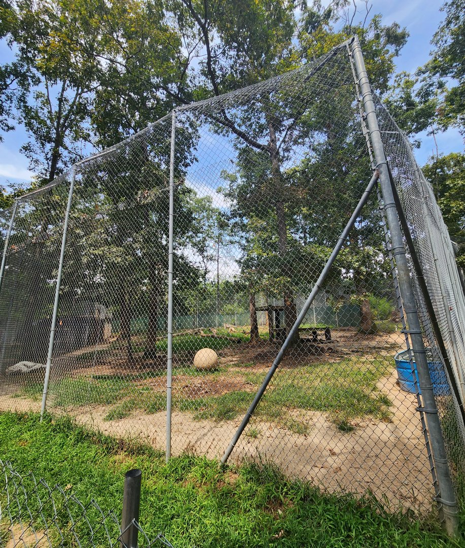 Tiger World - White Tiger exhibit