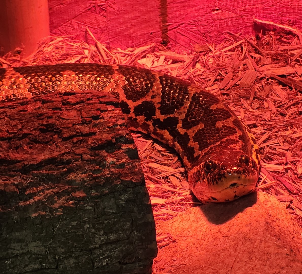 Tiger World - Yellow Anaconda