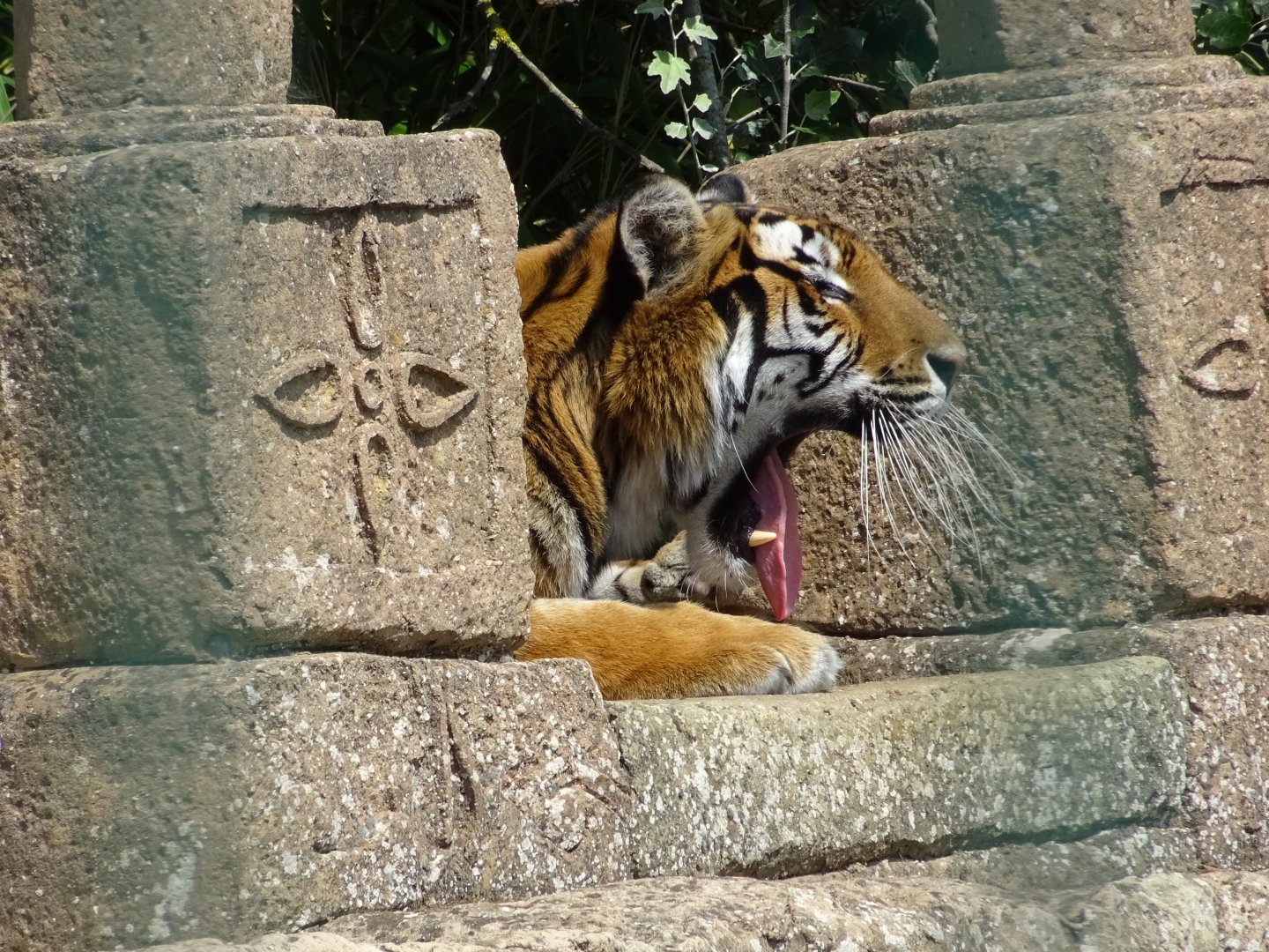 Tiger Yawning