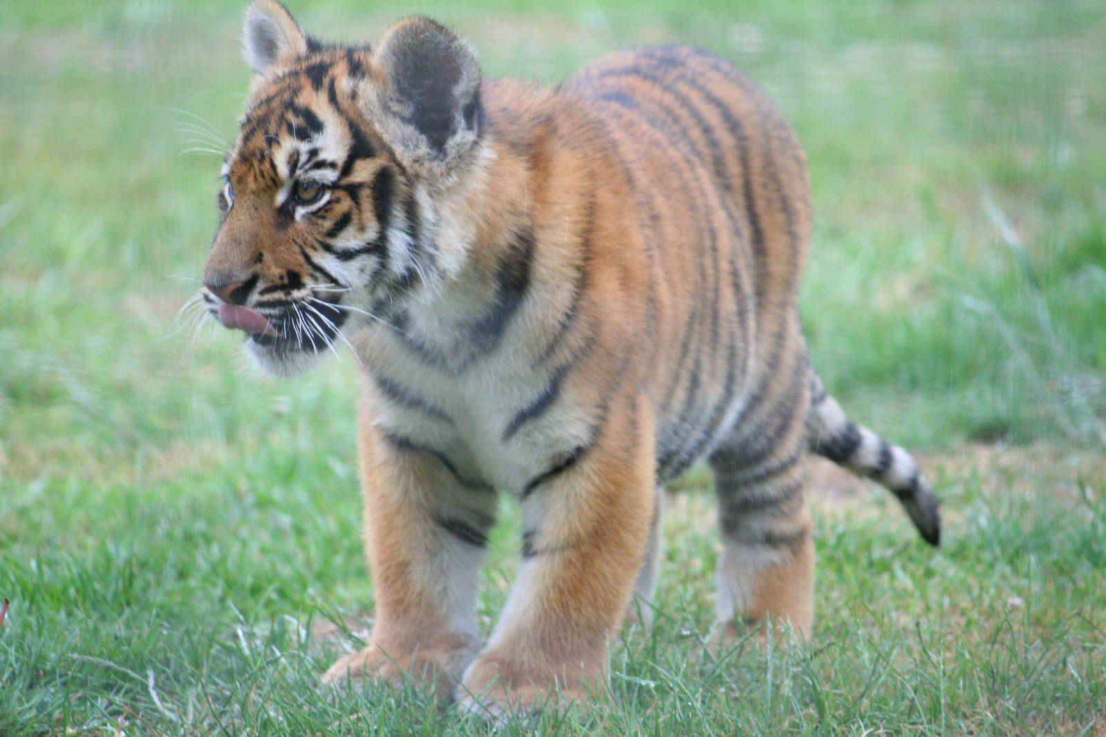 Tiger youngster
