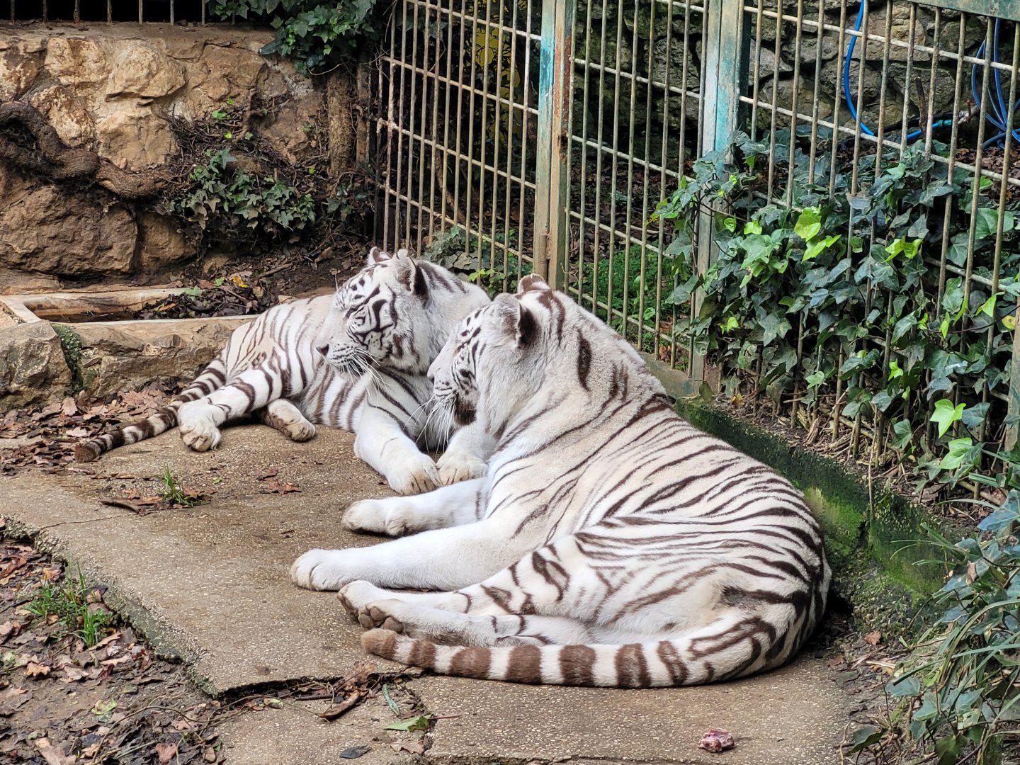 Tiger -Zoo de Santillana del Mar (2023)