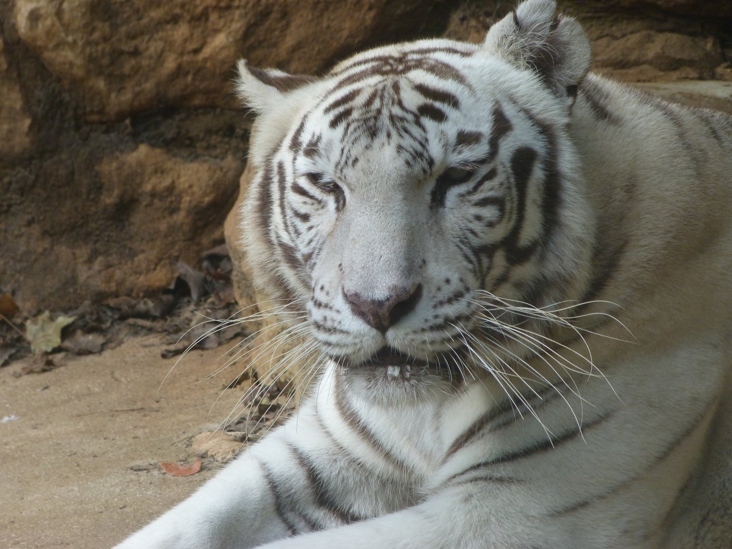 Tiger -Zoo de Santillana del Mar (2024)