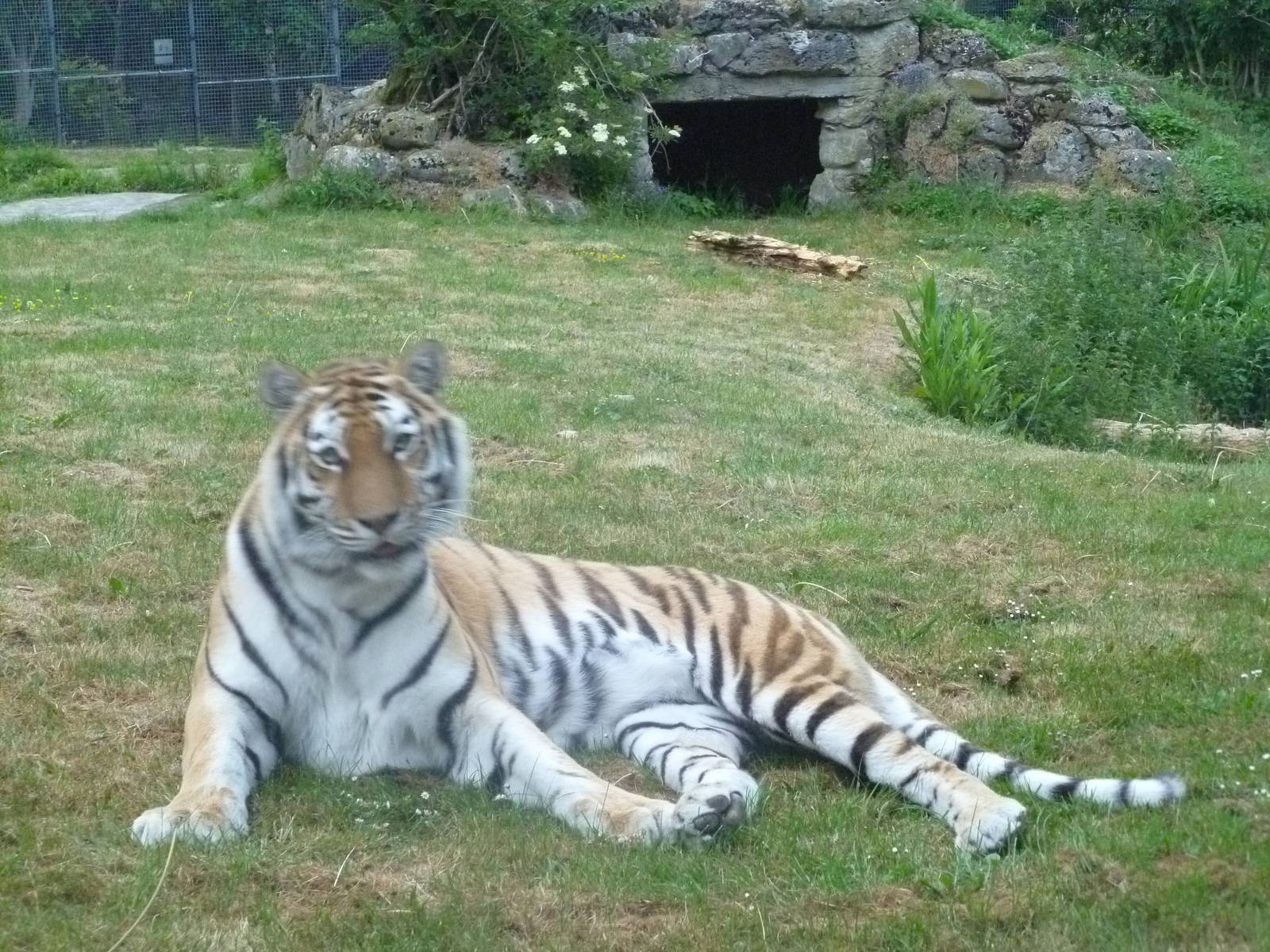 tiger