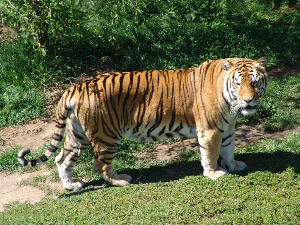 Tiger