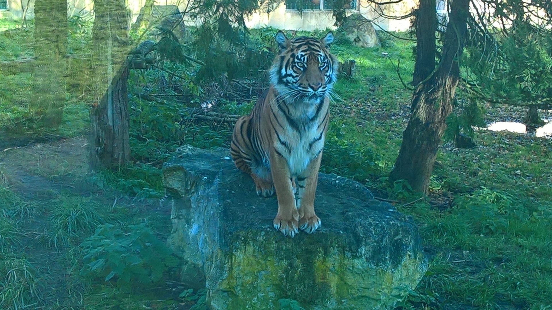 Tiger