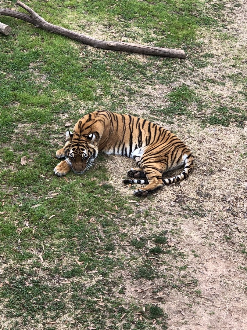 Tiger